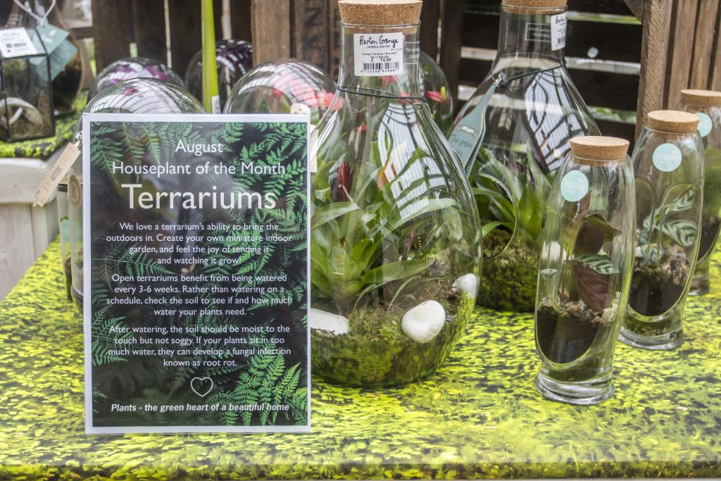 Photo of display including glass terrarium planters